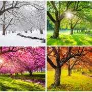 Four seasons with japanese cherry trees in Hurd Park, Dover, New Jersey